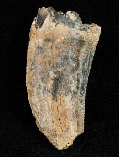 Partial Tyrannosaurid Tooth - Montana #12030